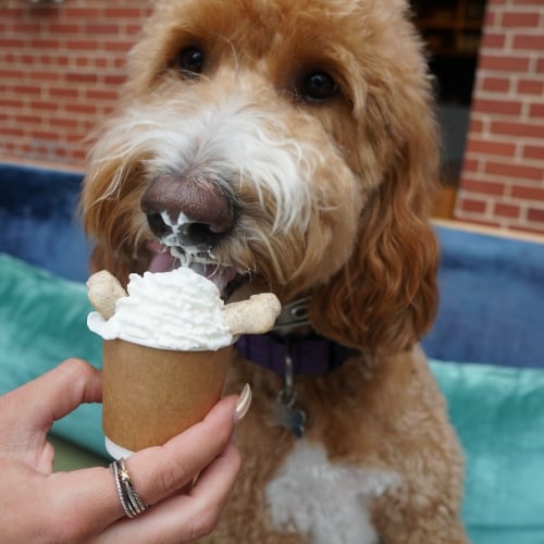 Book A Dog-Friendly Beach Getaway To Asbury Park, New Jersey
